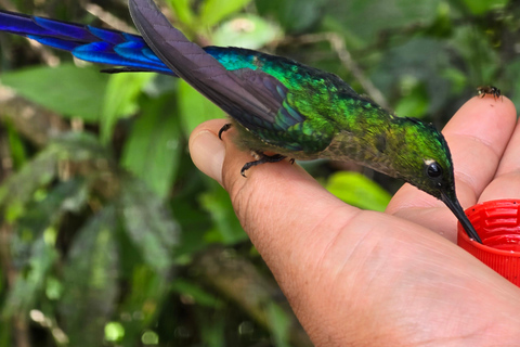 Forêt de nuages de Mindo Oiseaux Papillons Chutes d&#039;eau Chocolat...