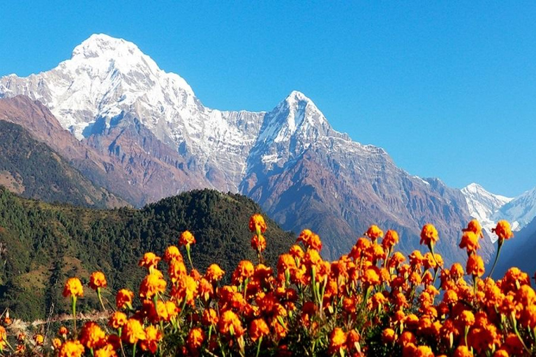 Pokhara: 4-dagars vandring i bergen Ghorepani, Poonhill och GhandrukPrivat resa med måltider inkluderade