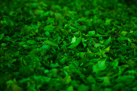 Ella: Be a Tea Farmer for a Day with Tuk-Tuk Tour & Tasting Ella: Be a Tea Farmer for a Day with Tuk-Tuk & Tasting