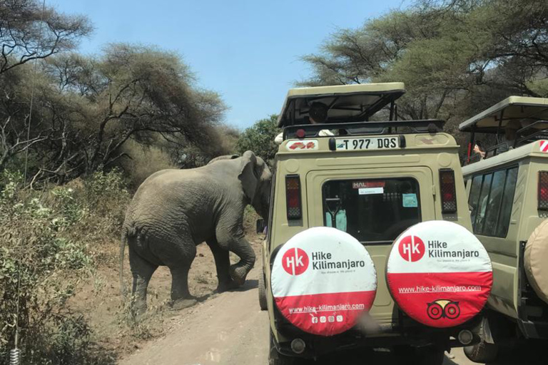 Arusha: Tarangire Day Trip – Elephants & Wildlife Safari
