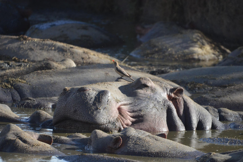 Arusha: 5-tägige Serengeti, Ngorongoro und Kilimandscharo Safari