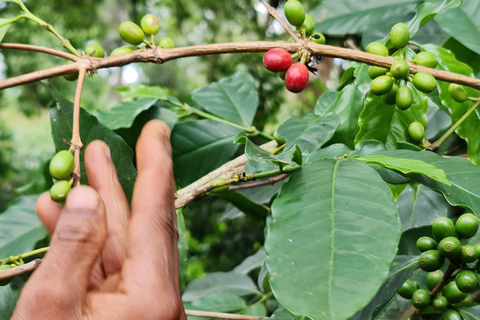 Moshi: Materuni Waterfall, Coffee Tour, Kikuletwa Hot Spring