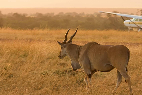 From Nairobi: 4-Day Maasai Mara Safari with Flight Back Without Flight