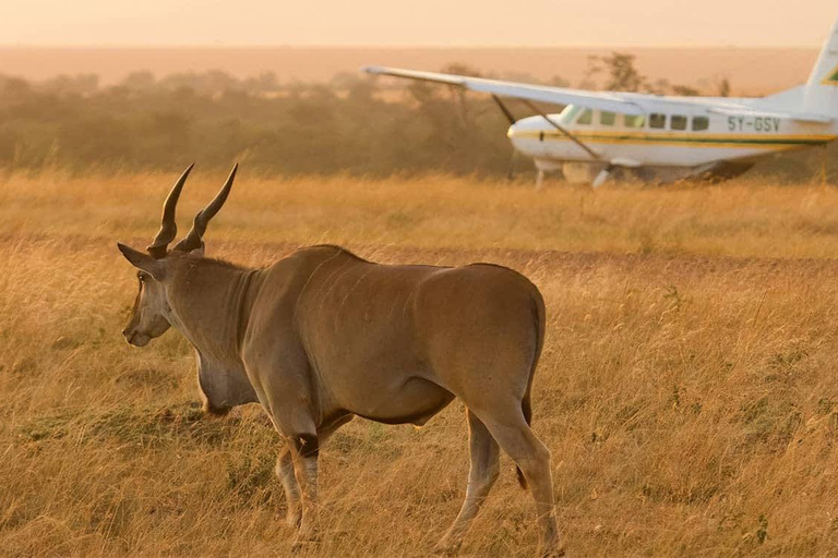 From Nairobi: 4-Day Maasai Mara Safari with Flight Back From Nairobi: 4-Day Maasai Mara Safari with Flight Back