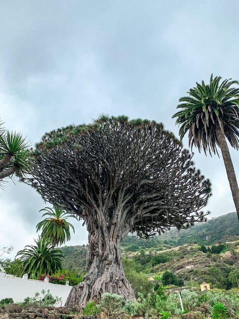 Teneriffa: Tagestour Teide, Icod, Garachico und Masca