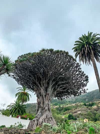 Tenerife: Teide, Garachico, Icod a Masca Celodenní prohlídka