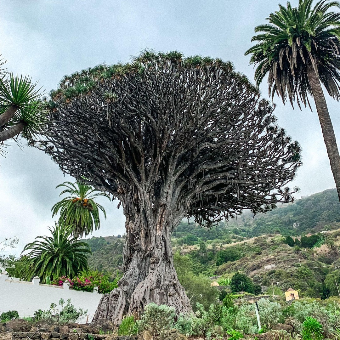 Teneriffa: Ganztagestour Teide, Garachico, Icod und Masca