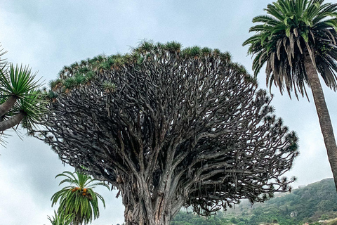 Tenerife: Teide, Icod, Garachico, and Masca Full-Day Tour