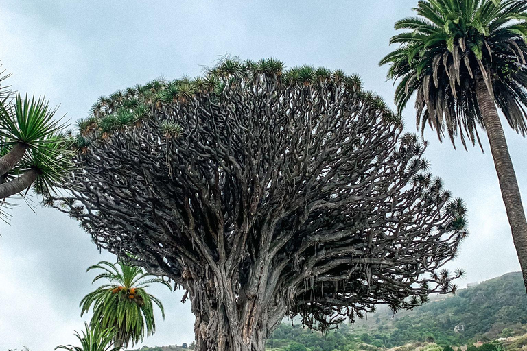 Tenerife: Teide, Icod, Garachico, and Masca Full-Day Tour