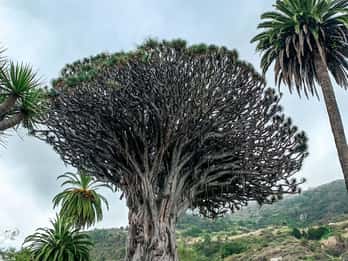 Tenerife: Teide, Garachico, Icod y Masca Tour de día completo