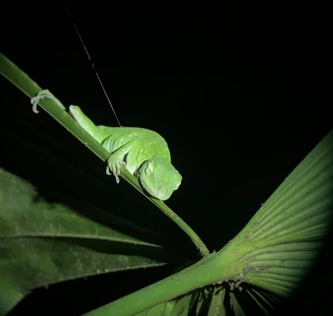 Manuel Antonio Night tour with a naturalist guide. GetYourGuide