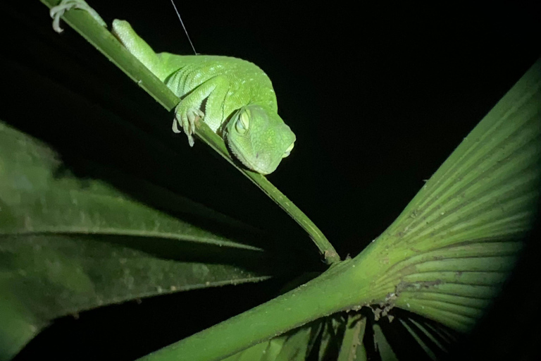 Manuel Antonio: Tour noturno com um guia de turismo naturalista.Tour noturno com um guia de turismo naturalista (transporte incluído)