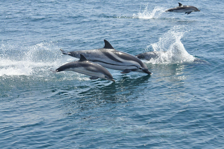 Tour to Gibraltar Direct From Malaga City Center Tour to Gibraltar Direct From Malaga City Center Free Time
