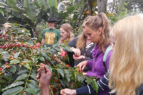 Zanzibar: Spice Farm & Stone Town Cultural Tour Tour without hotel transfer; all entry tickets included.