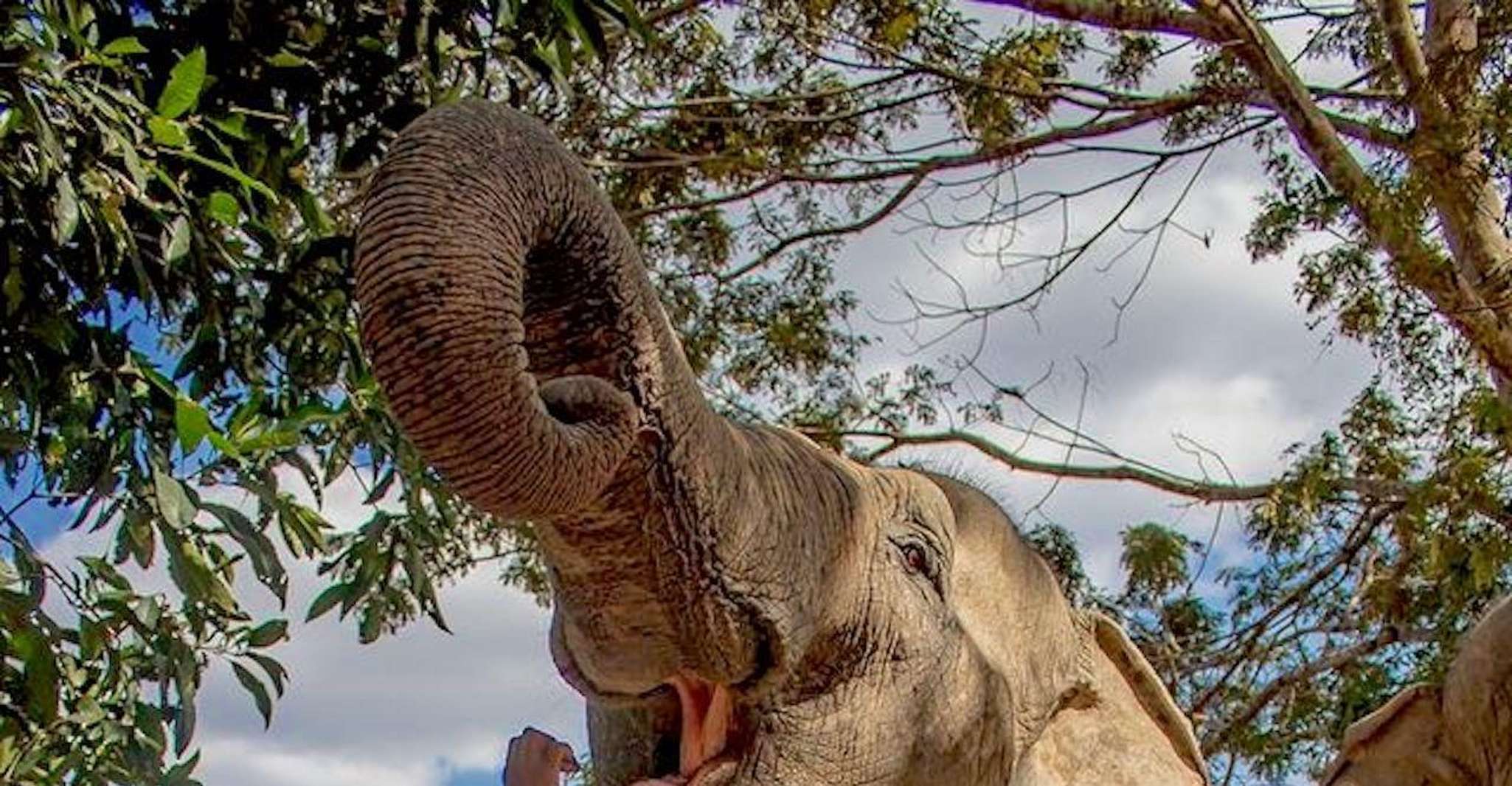 Siem Reap, Small Group Tour of Kulen Elephant Forest - Housity