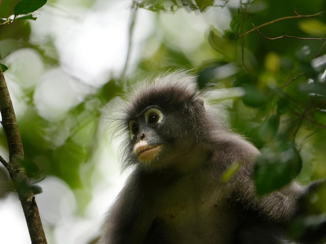 From Khao Lak: Khao Sok Jungle Hike & River Tour