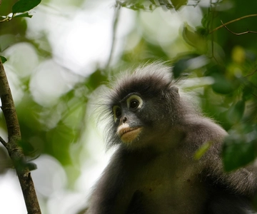 Vanuit Khao Lak: Khao Sok Junglewandeling & Riviertour
