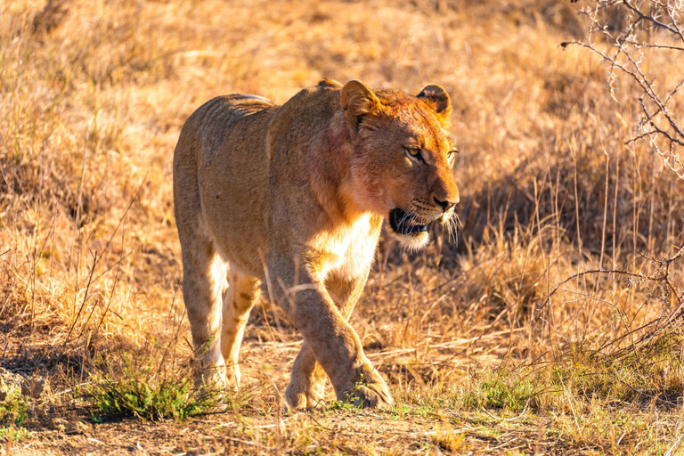 Safari in campeggio di 3 giorni nel Serengeti e nel cratere di Ngorongoro