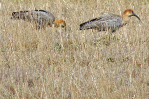 Parco Nazionale Antisana - Avvistamento del condor andino