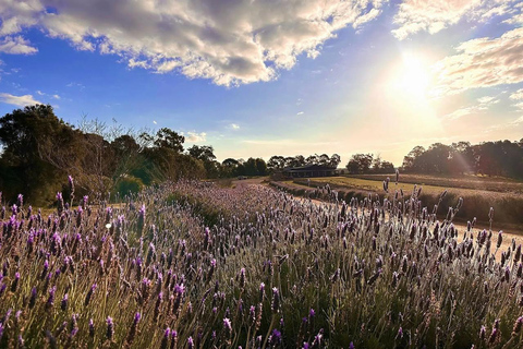 Depuis Perth : Pinnacles, ferme de la lavande et Lobster Shack