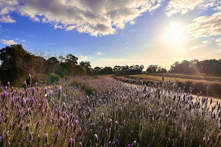 Depuis Perth : Pinnacles, ferme de la lavande et Lobster Shack