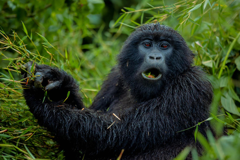 Rwanda Gorilla trektocht SAfaris