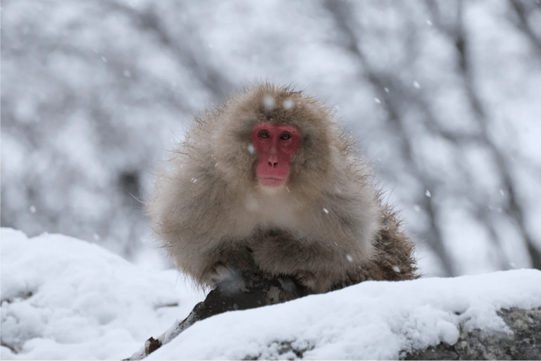 Tokyo: Nagano Snow Monkeys or Shrine or Snow Hut Day Trip Package 2: Togakushi Shrine Itinerary