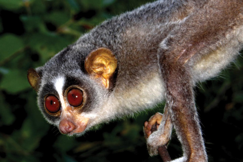 Minneriya: Night Safari with BBQ Dinner & Sri Lanka Cocktail Minneriya/Yala: Night Safari with BBQ Dinner & Cocktail