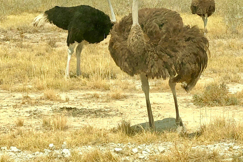Windhoek: 3-Day Guided Safari in Etosha with Lodge