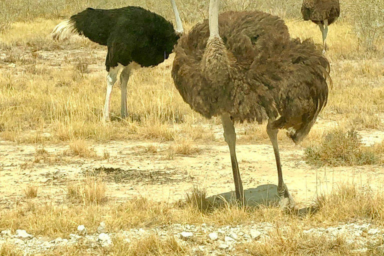 Windhoek: 3-Day Guided Safari in Etosha with Lodge