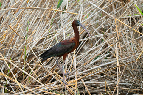 Shirvan Eco-Tour: Gazelles, Birdwatching & Village Lunch Private tour
