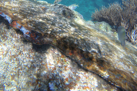Coron: Private Speedboat to Black Island & Reef/Wrecks