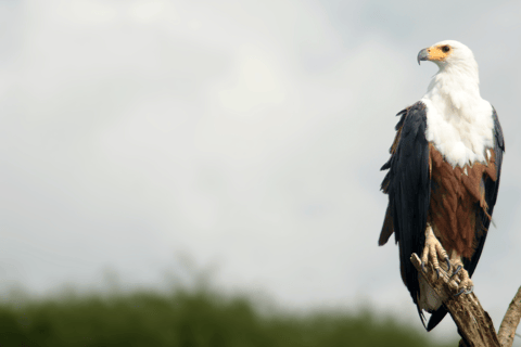 Elephant &amp; Birdwatching Safari in Minneriya with Binoculars