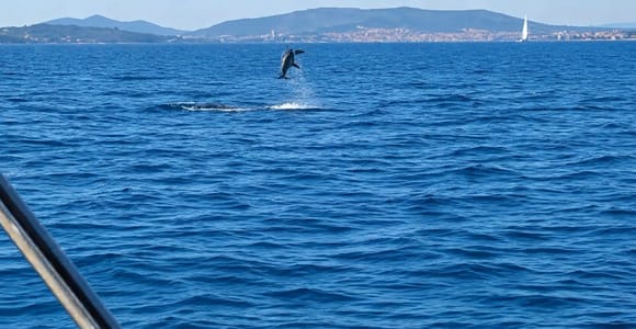 Vodice: Bootsfahrt mit Delfinbeobachtung & Insel Vrgada