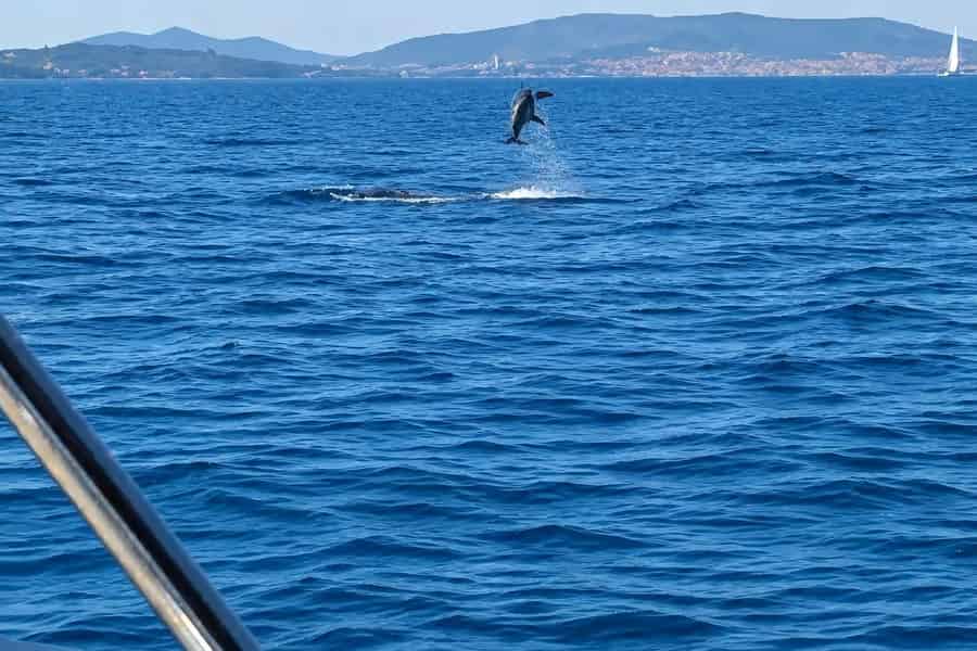 Vodice: Bootsfahrt mit Delfinbeobachtung & Insel Vrgada. Foto: GetYourGuide Vodice: Bootsfahrt mit Delfinbeobachtung & Insel Vrgada. Foto: GetYourGuide