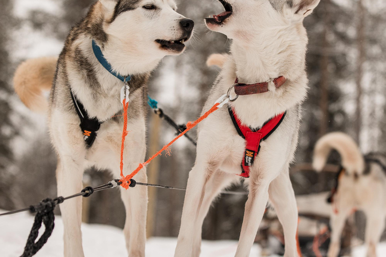 Snowy Trails Husky Safari (5 Km)