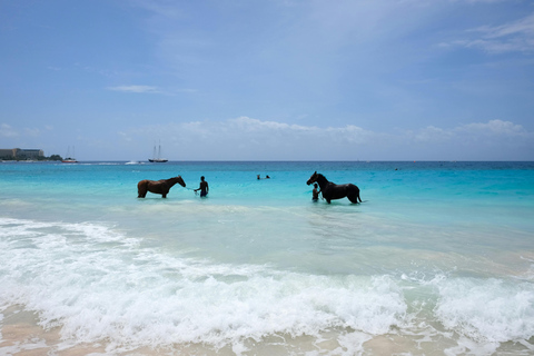 St. Lucia: Premium Beach Horseback Ride