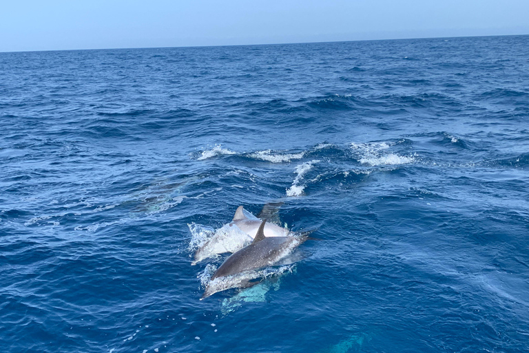 Sud de Grande Canarie : croisière de luxe en yacht en petit groupeCroisière en groupe de 4 heures l'après-midi