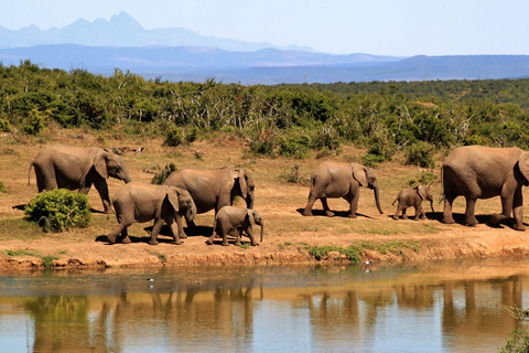 CAPE TOWN: PRYWATNE SAFARI W REZERWACIE GIER AQUILAZ Kapsztadu: Wycieczka w obie strony do Aquili z przejażdżką do gier