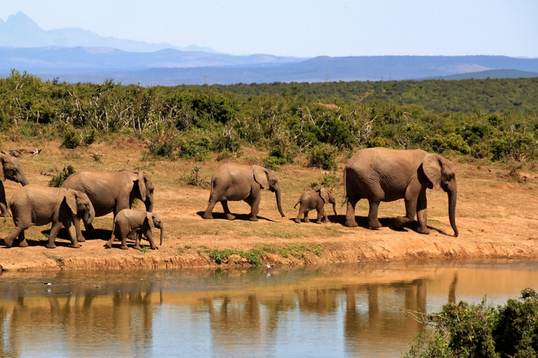 CAPE TOWN: PRYWATNE SAFARI W REZERWACIE GIER AQUILAZ Kapsztadu: Wycieczka w obie strony do Aquili z przejażdżką do gier