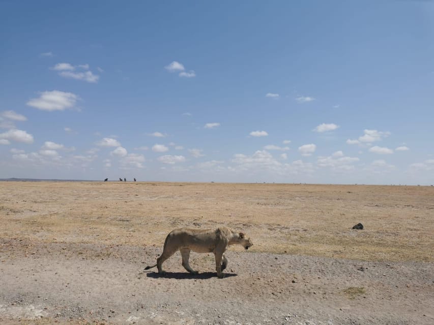 Dags Udflugt Til Amboseli Med Bes G I Masai Landsbyen Getyourguide