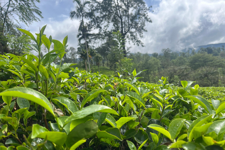 Kandy: Tea Factory Tour with Tasting and Plantation Walk