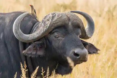 5 Días en la Naturaleza Vive África