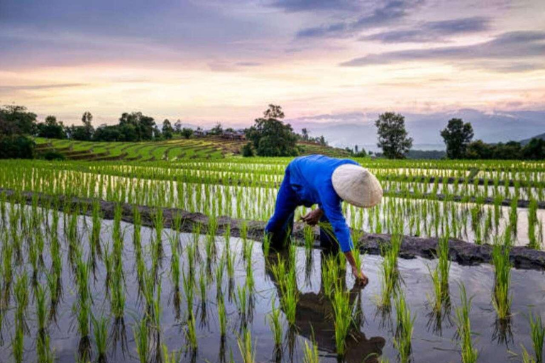 Sansibar: Kokosnussplantage, Reisfarm und Höhlentour