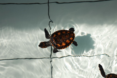 Bali: Horse Riding & Turtle Release Experience at Saba Beach Exclude: (not included horse riding tickets, lunch expense)