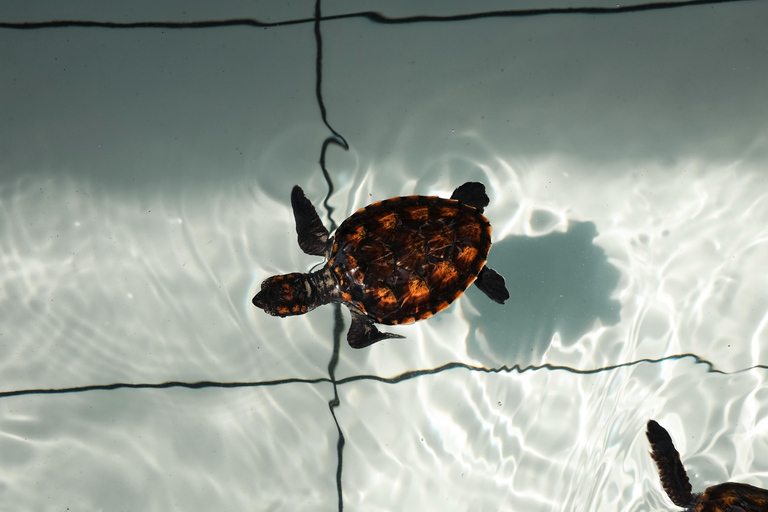 Bali: Horse Riding & Turtle Release Experience at Saba Beach Exclude: (not included horse riding tickets, lunch expense)