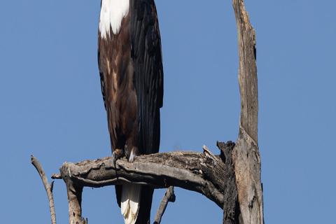 Nairobi: Lake Nakuru National Park Day Trip with Pickup