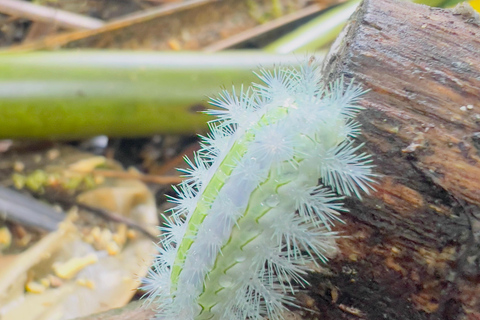 Chiang Rai: The Adventure of Trekking & Bamboo Cooking