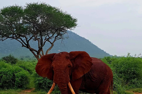 2-Day Tsavo East & Salt Lick Safari–Red Elephants & Treetop