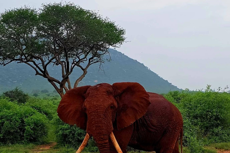 2-Day Tsavo East & Salt Lick Safari–Red Elephants & Treetop